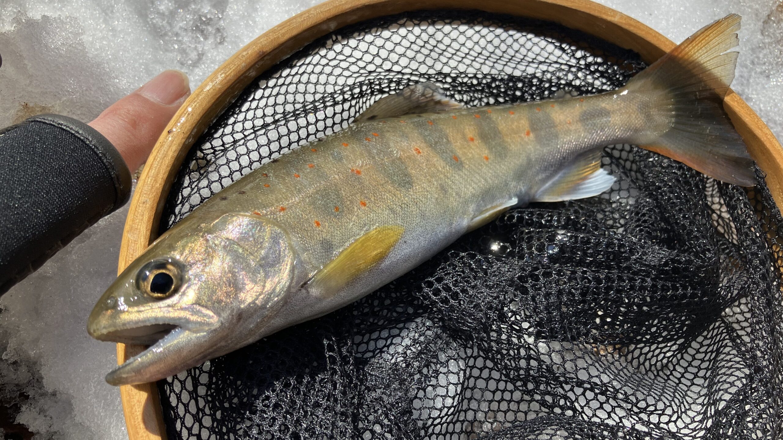 2024年初釣行のアマゴの写真。